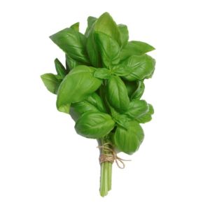 Basil