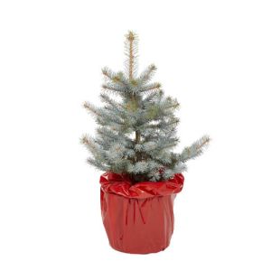 Blue Spruce 2ft Potted Christmas Tree