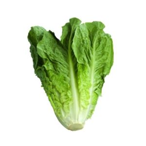 Cos Lettuce