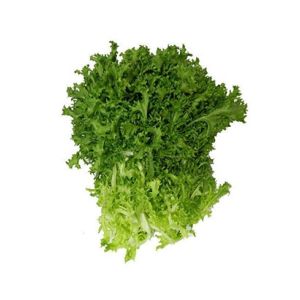 Frisse Cuadraspania Endive