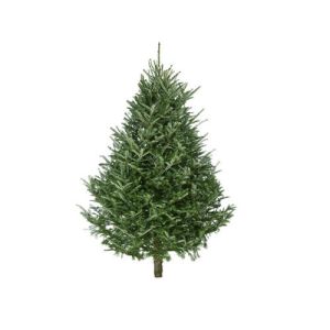 Fraser Fir Real Traditional Christmas Tree
