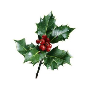 Holly
