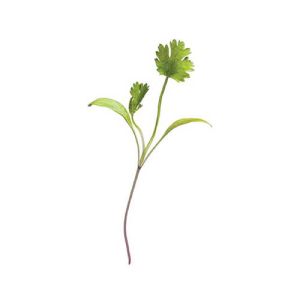 Micro Coriander