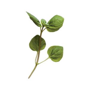 Micro Mint