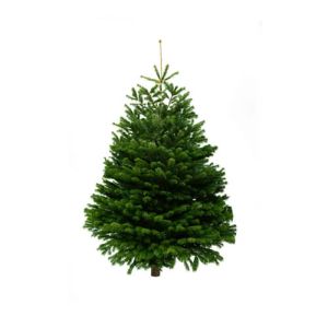 Nordmann Fir Real Christmas Tree (Non-drop)