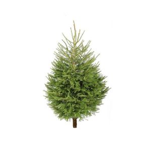 Norway Spruce Christmas Tree