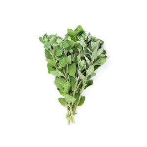 Fresh Oregano