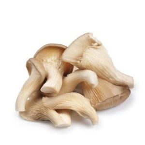 Oyster Mushrooms