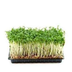 Salad Cress