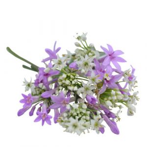Allium Edible Flowers