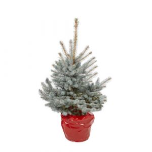 Blue Spruce 3ft Potted Christmas Tree