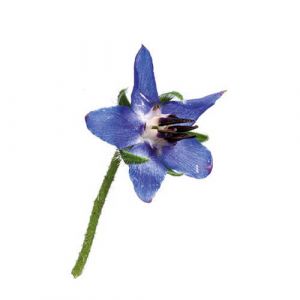 Borage Blue Edible Flowers