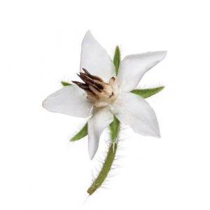 Borage White Edible Flowers