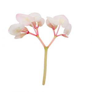 Cherry Blossom (Begonia) Edible Flowers
