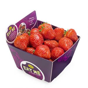 Hoogstraten Strawberries Belgium