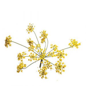 Fennel/Dill Crowns Edible Flowers