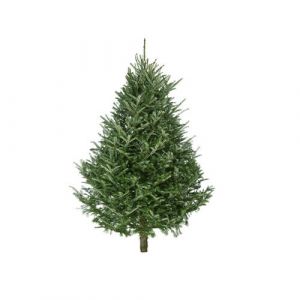 Fraser Fir Real Traditional Christmas Tree