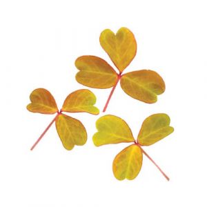 Wood Sorrel, Golden (Oxalis) Inspired Leaves