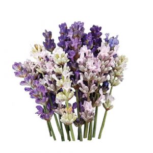 Lavender Edible Flowers