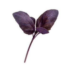 Micro Purple Basil