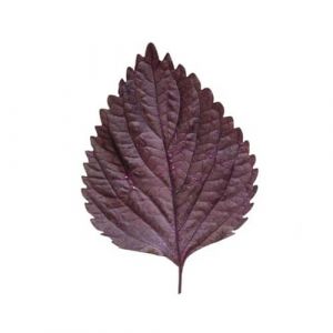 Shiso Purple (Perilla) Inspired Leaves