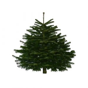 Nordmann Fir Real Christmas Tree (Non-drop)