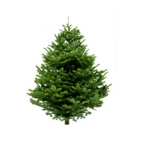 Huddersfield Nordmann Fir Christmas Tree