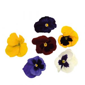 Pansy Edible Flowers