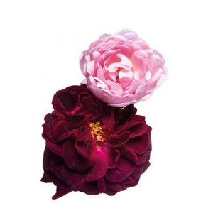 Rose Edible Flowers