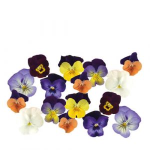 Viola Edible Flowers