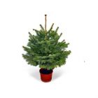 Norway Spruce Christmas Tree (Potted) 