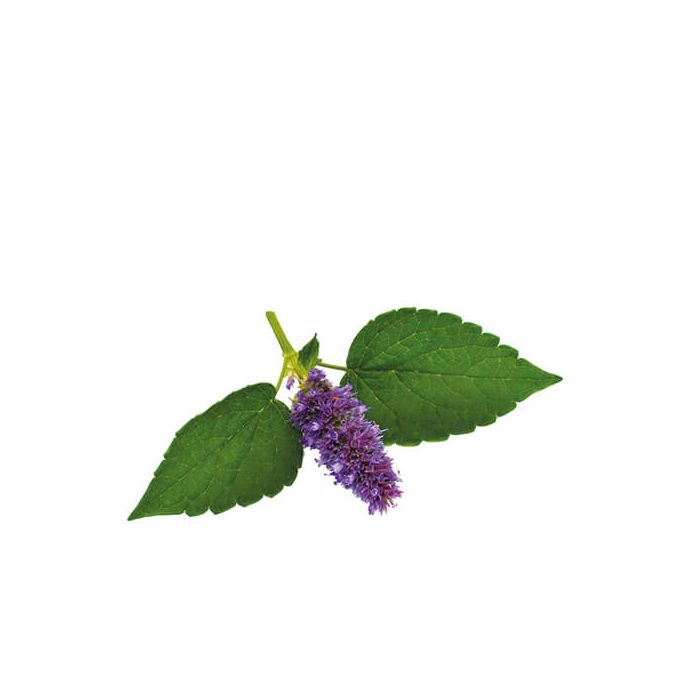 Anise Hyssop Edible Flowers