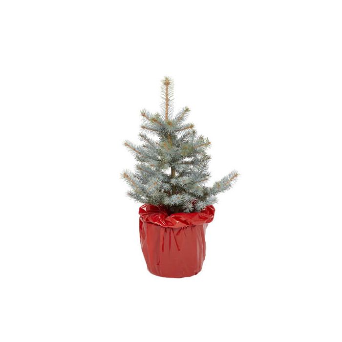 Blue Spruce 2ft Potted Christmas Tree