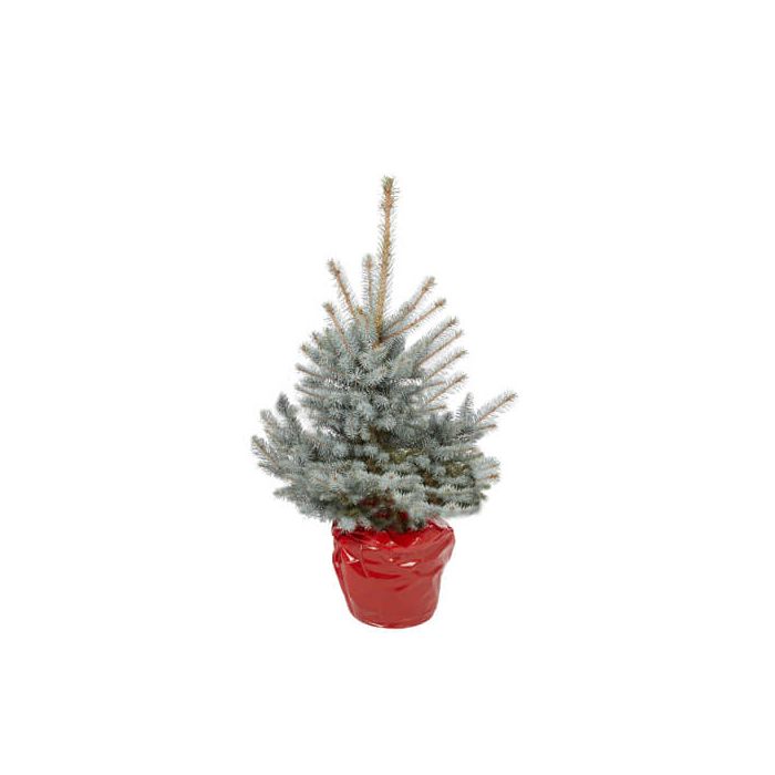 Blue Spruce 3ft Potted Christmas Tree