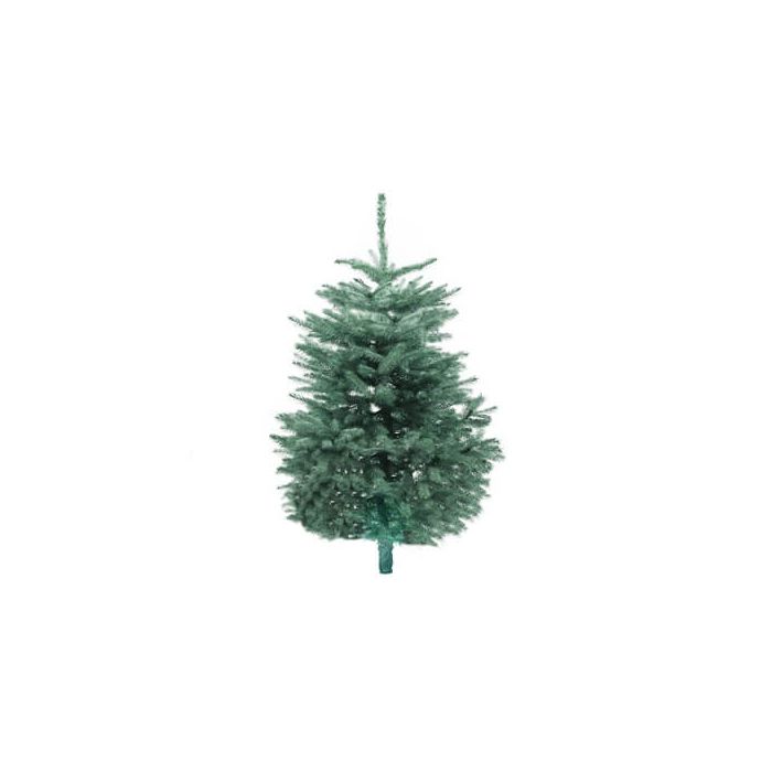 Blue Spruce 6ft Christmas Tree