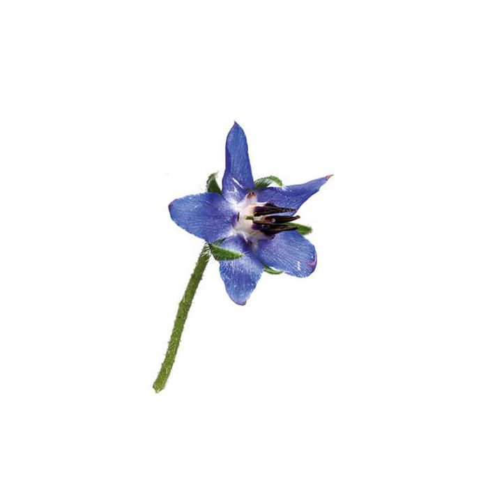 Borage Blue Edible Flowers