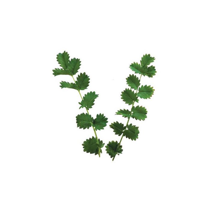 Salad Burnet