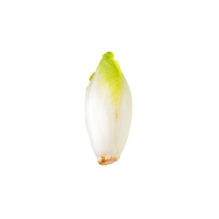 Chicory