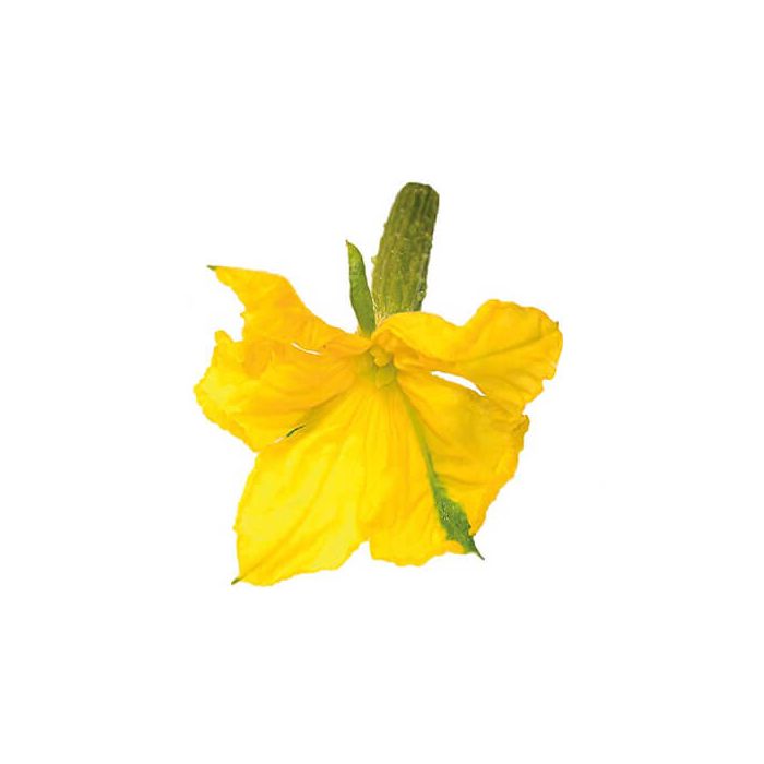 Cucumber Edible Flowers