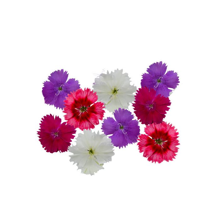 Dianthus Edible Flowers