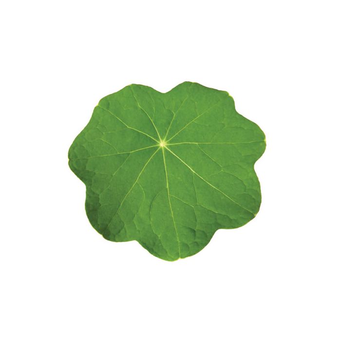 XL Nasturtium Inspired Leaves