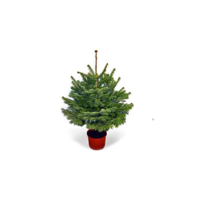 Norway Spruce Christmas Tree (Potted)