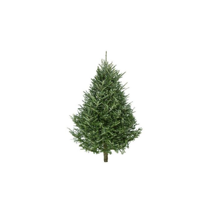 Fraser Fir Real Traditional Christmas Tree