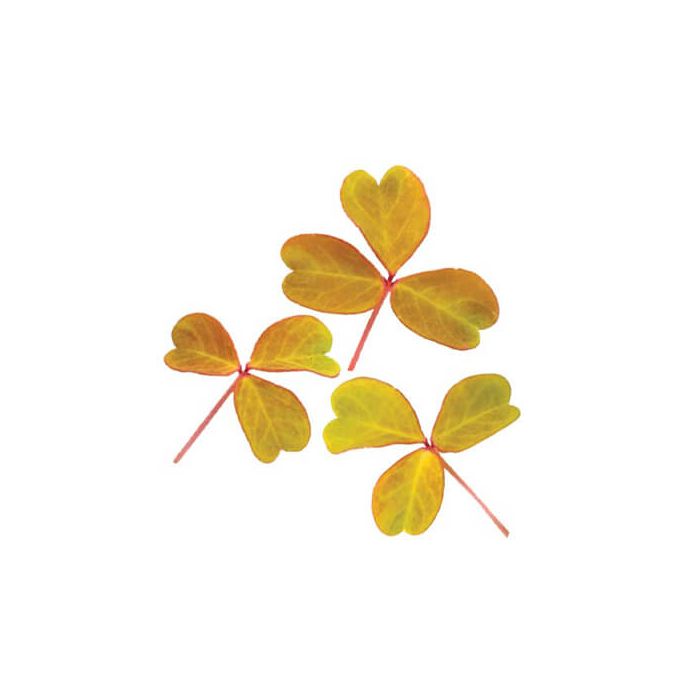 Wood Sorrel, Golden (Oxalis) Inspired Leaves