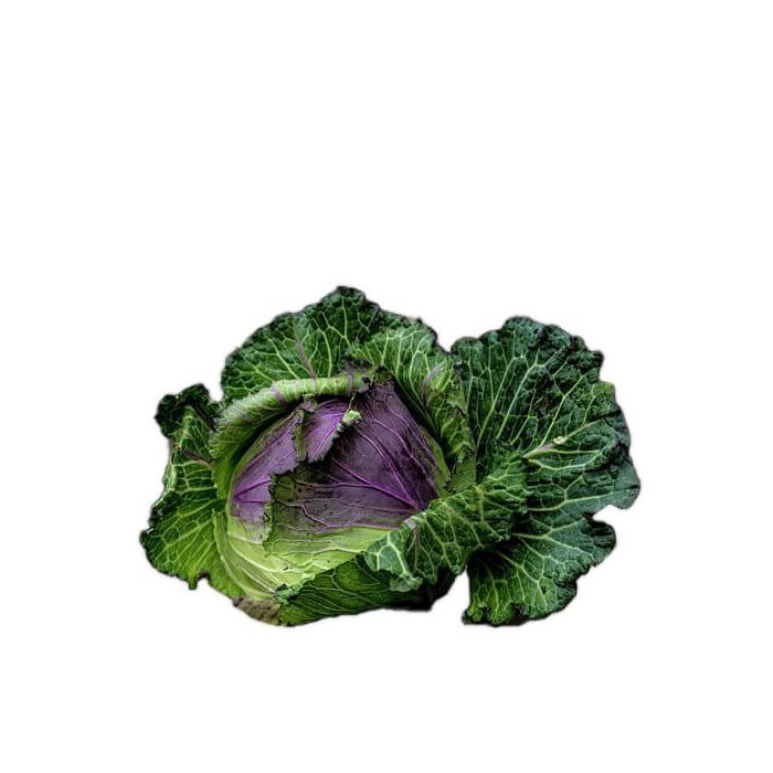 January King Cabbage