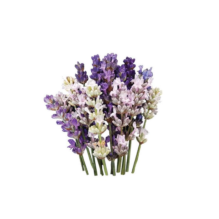 Lavender Edible Flowers