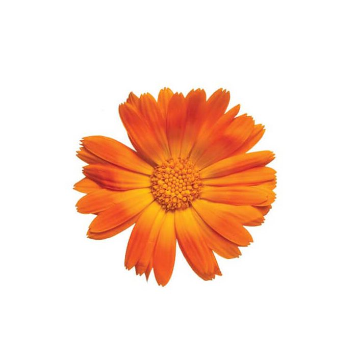 Marigold (Calendula) Edible Flowers