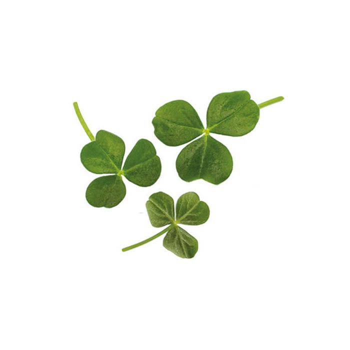 Wood Sorrel, Mega (Oxalis) Inspired Leaves