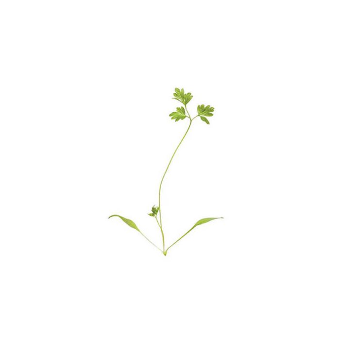 Micro Chervil