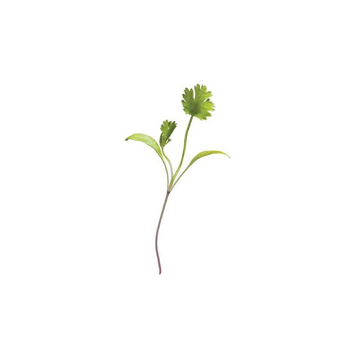Micro Coriander